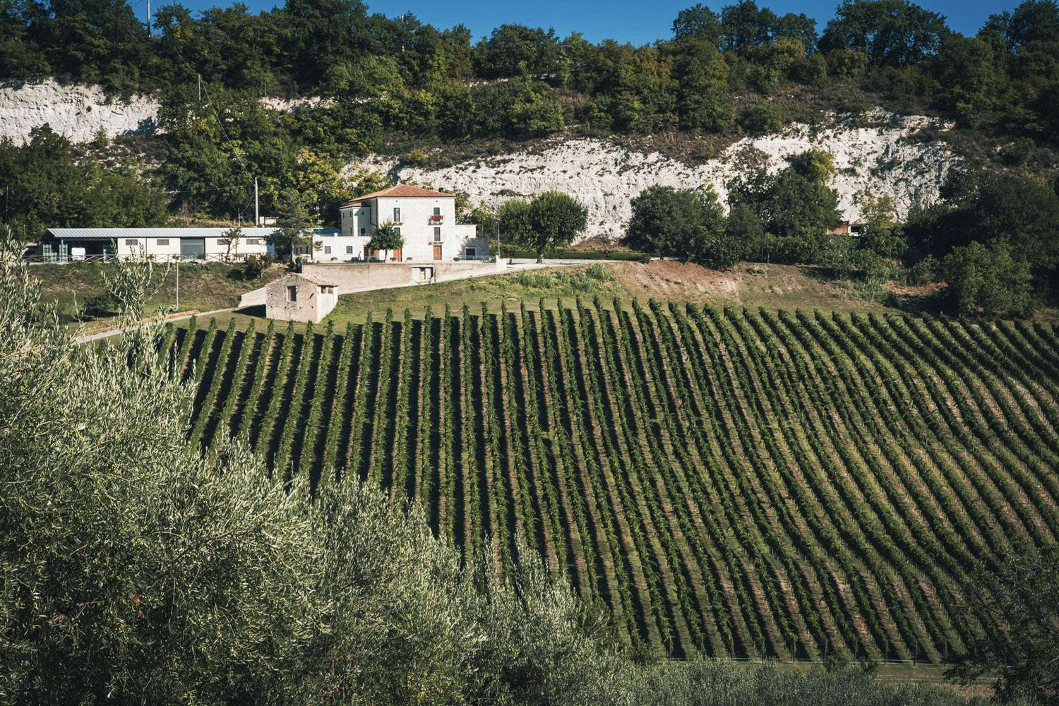 Üppiger Olivenhain und Weinreben auf malerischem Hügelgelände, traditionelles weißes Haus, sonniger Tag, perfekte Kulisse für Olivenöl.