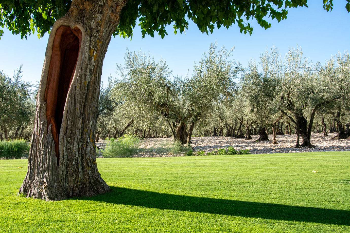 Üppiger Olivenhain bei Sonnenlicht, grüner Rasen, markanter hohler Olivenbaum im Vordergrund, blauer Himmel.
