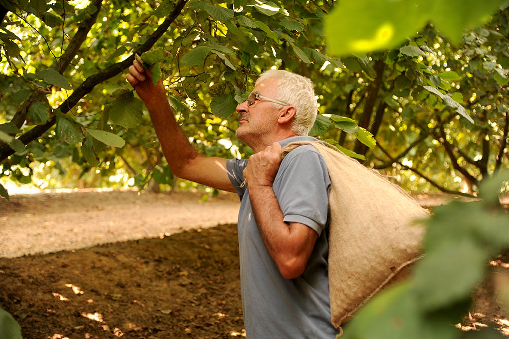 Mann bei der Ernte von Piemonteser Haselnüssen, Sorte Tonda Gentile delle Langhe, in einem Obstgarten; er trägt einen Sack, das Laub ist von der Sonne beschienen.